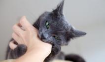 Кошачьи Царапины (Фелиноз) Лечение царапин от кошки